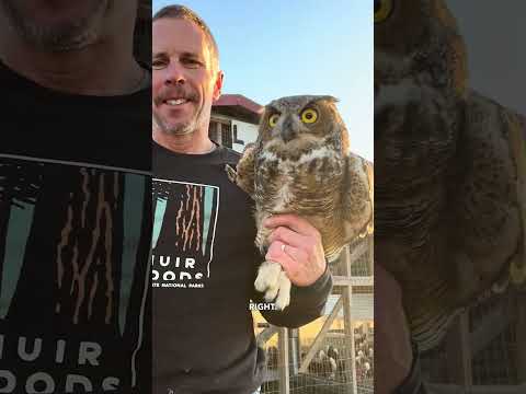 Owl vs Farmer - Ozzy Man Quickies thumbnail