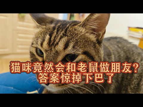 猫咪竟然会和老鼠做朋友，答案惊掉下巴了#cat #喵哥是萌新 #cute #养猫知识 #养猫经验分享  thumbnail