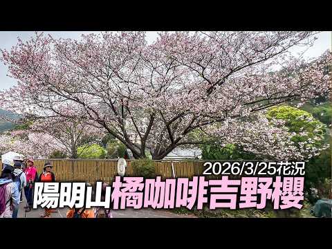 台北陽明山『橘咖啡吉野櫻』花況｜4K HDR｜Taipei Cherry Blossoms 2026 - Yangmingshan, Shilin, Taiwan #sakura thumbnail