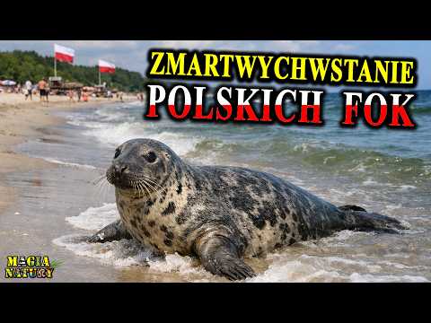 Tysiące FOK w Bałtyku! - Powrót Szczytowego Drapieżnika thumbnail