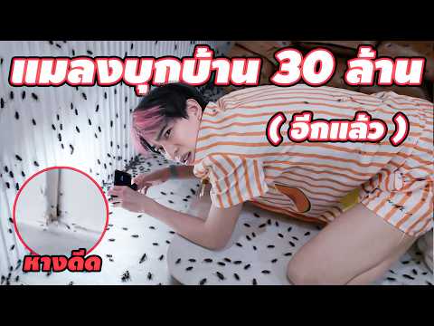 แมลงบุกบ้าน 30ล้าน (อีกแล้ว) thumbnail