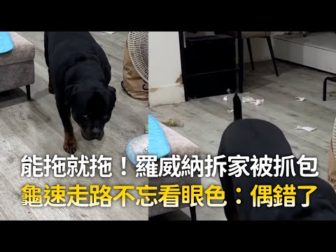 能拖就拖！羅威納拆家被抓包　龜速走路不忘看眼色：偶錯了 ｜#寵物雲 thumbnail