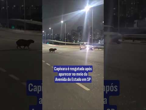 Capivara é resgatada após aparecer no meio da Avenida do Estado em SP thumbnail