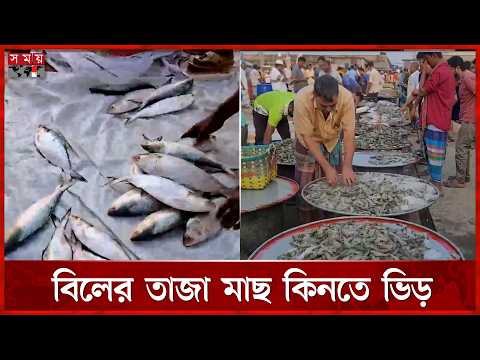 জমে উঠেছে মিরকাদিমের বৃহৎ মাছের হাট | Munshiganj News | Fish market | Somoy TV thumbnail
