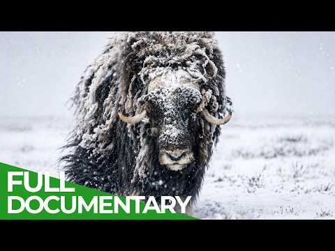 Arctic Tundra: Life in the Frozen North | Free Documentary Nature thumbnail