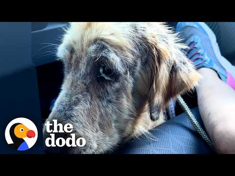 Watch This Mangy Dog Turn Into A Golden Retriever | The Dodo thumbnail