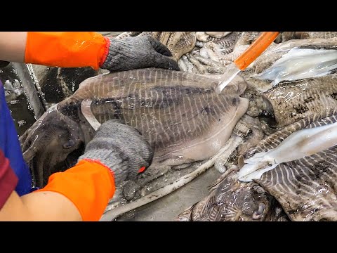 Amazing food！Best Taiwanese Mass Production Factory Collection. 精彩的！最佳台灣量產工廠系列。 thumbnail