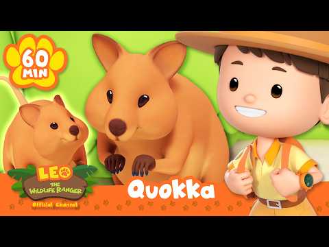 The Quokka is Always SMILING! 😁 | Leo the Wildlife Ranger | Educational Animal Cartoons thumbnail