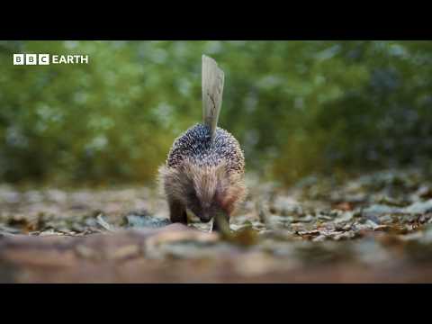 David Attenborough at 100: A Special Birthday Message From King Charles III | BBC Earth thumbnail