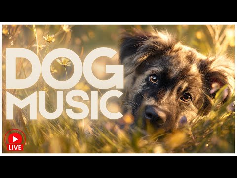 🐶❤️‍🩹 Anxiety Soothing Music for Bored + Home Alone Dogs  🔴 24/7 LIVE for Dogs 🔴 thumbnail