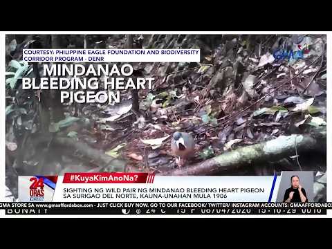 Pares ng Mindanao bleeding-heart pigeon, first time namataan sa Surigao del Norte | 24 Oras Weekend thumbnail