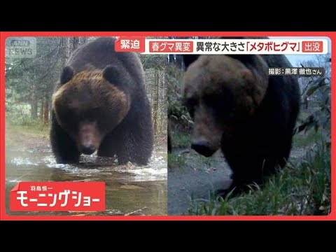 春グマの生態に異変　異常な大きさ…北海道では「メタボヒグマ」　秋田では市街地に【羽鳥慎一モーニングショー】(2026年5月17日) thumbnail