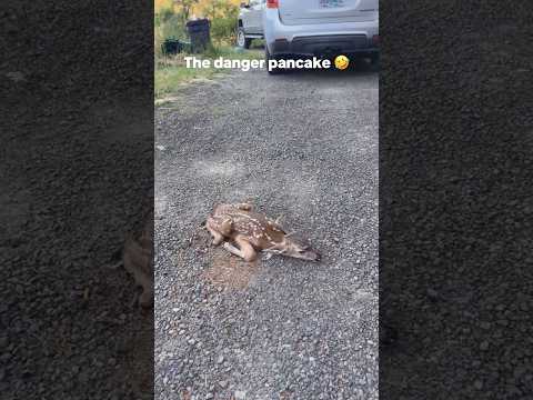 deer turned into a pancake #deer #pancake #cute #fyp thumbnail