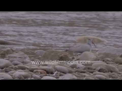 Ibisbill standing on a rocky riverbed in Ladakh thumbnail