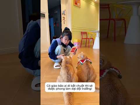 Mèo Đường Bảo Bắt Chuột Siêu Hài 😹🐭 thumbnail