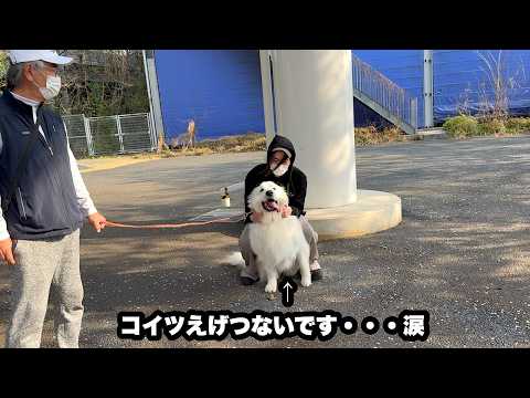 愛犬から無慈悲なる家族内順位を突きつけられる飼い主【三度目の正直編】 thumbnail