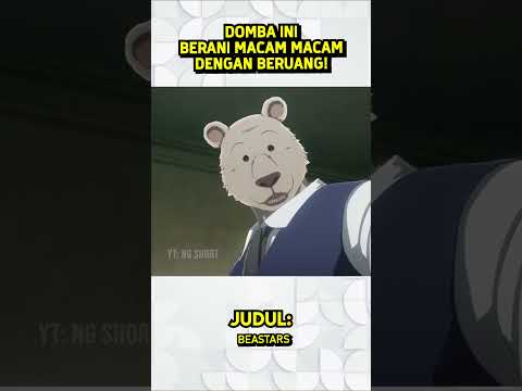 DOMBA INI BERANI MACAM MACAM DENGAN BERUANG! thumbnail