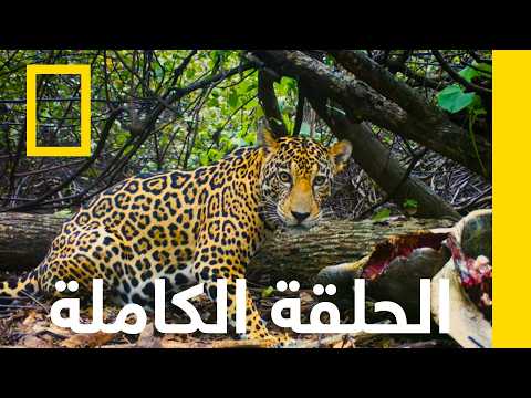 الحلقة الكاملة | معركة اليغور الشاطئية | ناشونال جيوغرافيك أبوظبي thumbnail