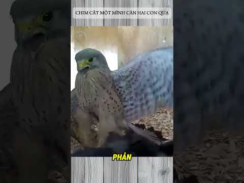 CHIM CẮT MẸ MỘT MÌNH CÂN HAI CON QUẠ thumbnail