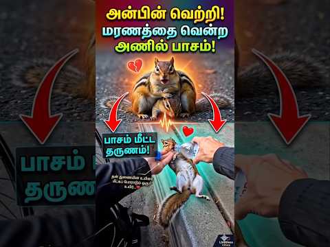 மனிதர்களை தோற்கடித்த அணிலின் பாசம்!🥺❤️தன் துணையின் உயிரை மீட்க போராடும் ஒரு உயிர். | Limitless Vibes thumbnail