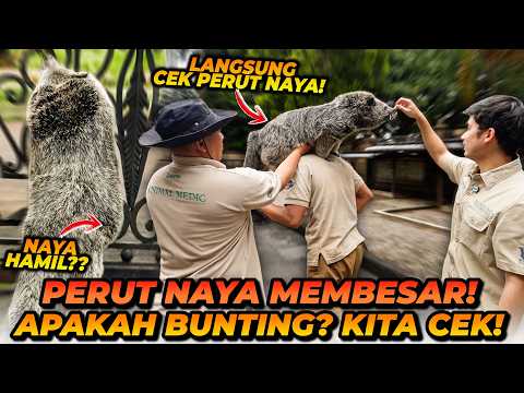ANO JADI GALAK?! PERUT NAYA MEMBESAR APAKAH SEDANG BUNTING? INI HASIL PENGECEKANNYA!! thumbnail