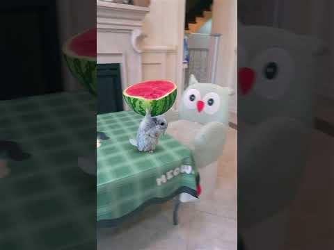 The cat and the mouse are fighting over a watermelon #exlittlebeans #funnycats #funnyvideo thumbnail