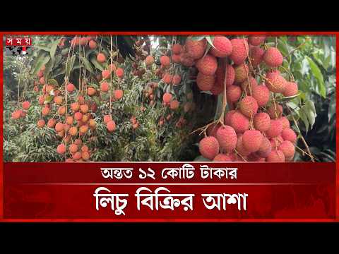 কিশোরগঞ্জের ঐতিহ্যবাহী মঙ্গলবাড়িয়া লিচুর বাম্পার ফলন | Mangalbaria Lychee | Kishoreganj | Somoy TV thumbnail