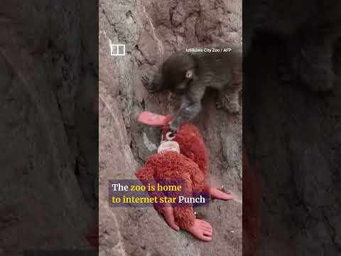 Americans arrested in Japan for breaking into Punch the monkey’s enclosure thumbnail