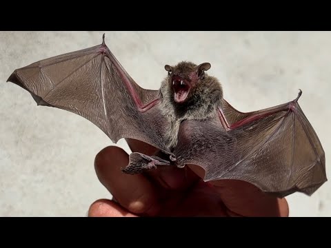 公園で拾ったコウモリを保護した thumbnail