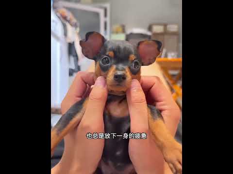 大雨磅礴中，男子错把小狗当成野猪，没想结局太暖心了！ #主人 #animals #pets #动物救助 #寵物友善日常 thumbnail