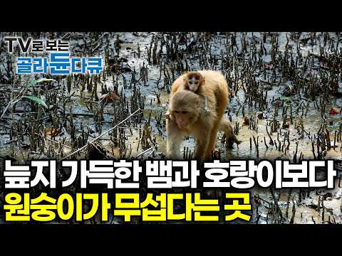 뱀과 호랑이가 서식하는 습지.. 하지만 정작 현지인들은 원숭이가 가장 무섭다고? 벵골호랑이가 사는 순다르반스 국립공원 오지 기행｜세계테마기행｜#골라듄다큐 thumbnail
