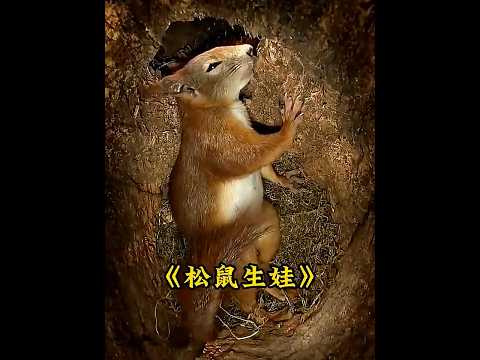 松鼠妈妈怀胎待产受尽煎熬，独自孕育生命，母爱从不分物种  #animals #squirrel thumbnail