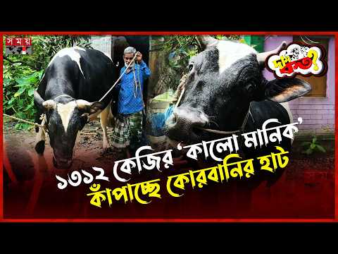 ট্রাম্প-নেতানিয়াহুর পর হাটের নতুন আকর্ষণ ‘কালো মানিক’ | Brahmanbaria | Qurbani Eid | Dam Koto thumbnail