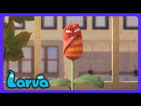 Larva - ¡Frijoles saltarines! | Dibujos Infantiles | WildBrain Niños thumbnail