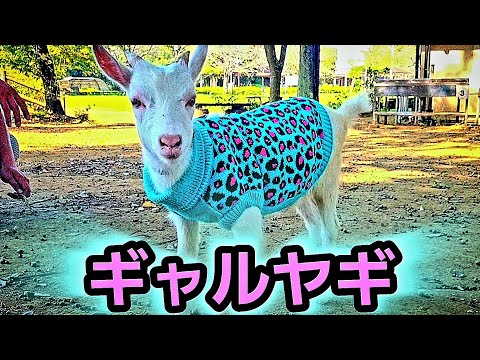 ギャルヤギ thumbnail