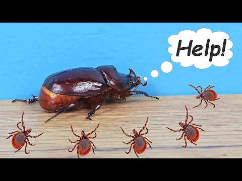 Nació un ESCARABAJO RINOCERONTE, pero estaba lleno de garrapatas! Rescato al pobre escarabajo thumbnail