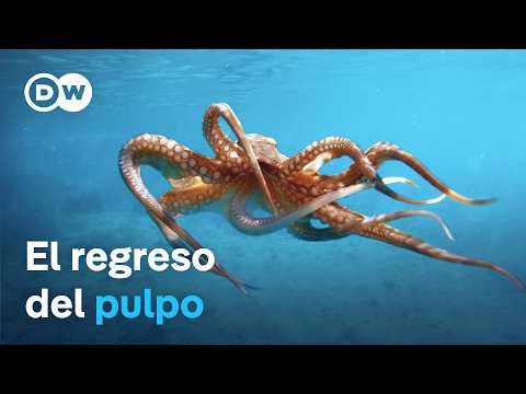 Pulpo en peligro - Tras sus rastros en el Mediterráneo | DW Documental thumbnail