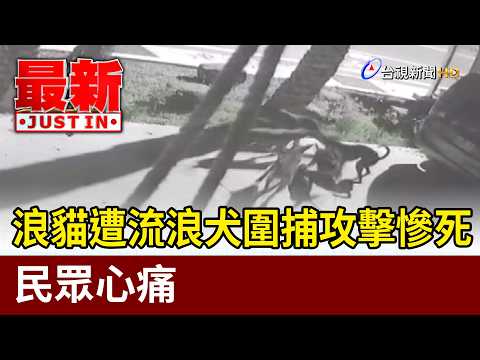 浪貓遭流浪犬圍捕攻擊慘死 民眾心痛【最新快訊】 thumbnail