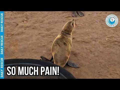 Saving an Entangled Seal at the Edge of the World thumbnail