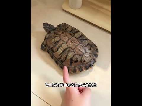 一只乌龟撞破挡风玻璃，被好心司机获救后，从此逆天改变！ #animals #动物救助 #主人 #寵物友善日常 #pets #搞笑 #感人壹幕  #cute thumbnail
