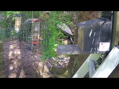 More Live Nature Live Stream thumbnail