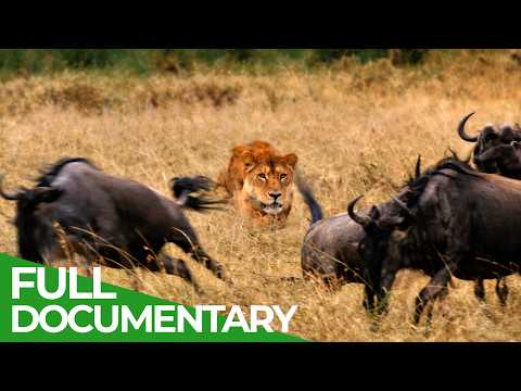 Africa’s Deadliest: Masters of the Hunt | Free Documentary Nature thumbnail