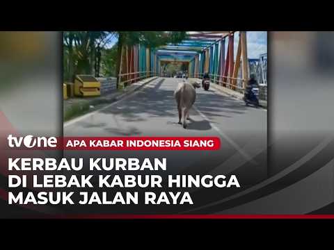 Kerbau di Lebak Kabur ke Jalan Raya saat Kurban | AKIS thumbnail