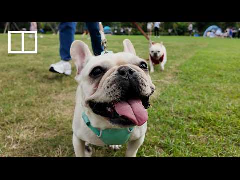 Are Hongkongers ready to share tables with dogs? thumbnail
