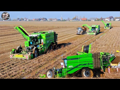 Potato Harvest | 3x AVR PUMA  4 row bunker harvesters | tough conditions | Breure contracting thumbnail