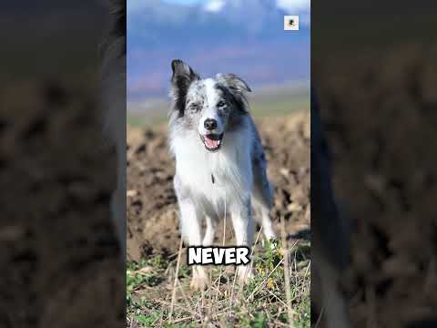 Every summer, dogs die from heatstrok thumbnail