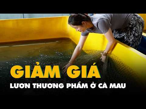 Cà Mau còn hơn 1.000 tấn lươn thương phẩm, giá giảm sâu vẫn khó bán thumbnail