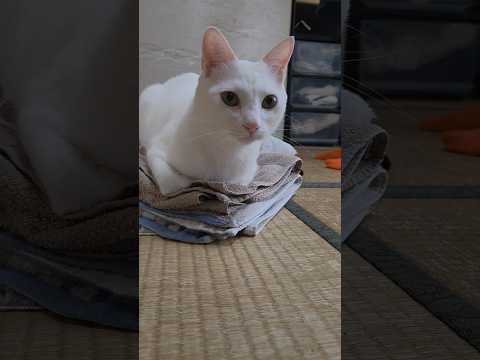 今のシロ。　 #保護猫 #三毛猫 #猫 thumbnail