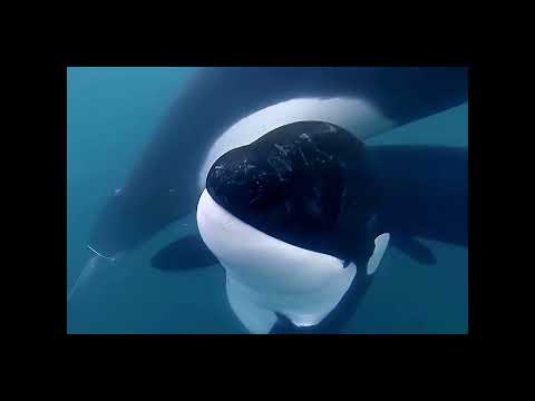 „Mały orka, wielka misja ratunkowa 🐋🌊 – poruszająca historia oceanu” thumbnail