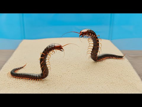 ¿QUÉ PASARIA si se colocan dos ESCOLÓPENDRAS en un mismo TERRARIO? thumbnail